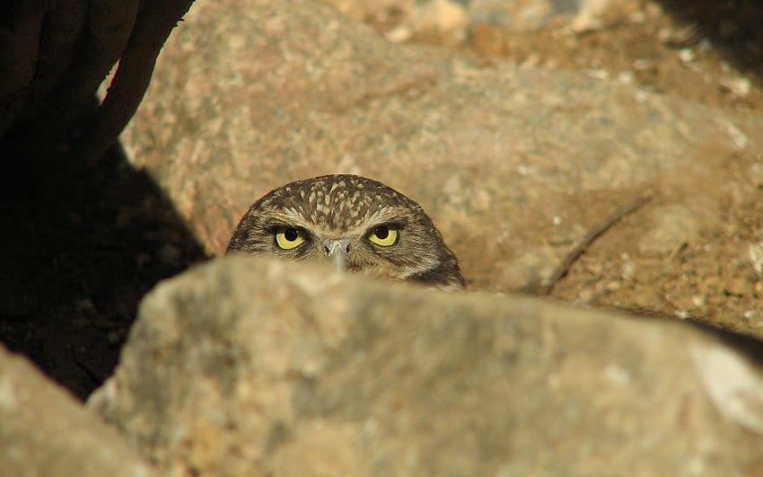 Animals, Owl, Rock, Stone, Ambush HD wallpaper