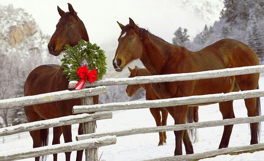 Clydesdale Horse Christmas [] for your , Mobile & Tablet. Explore Clydesdale Horses . Budweiser Clydesdales , Clydesdales Christmas , Anheuser Busch HD wallpaper