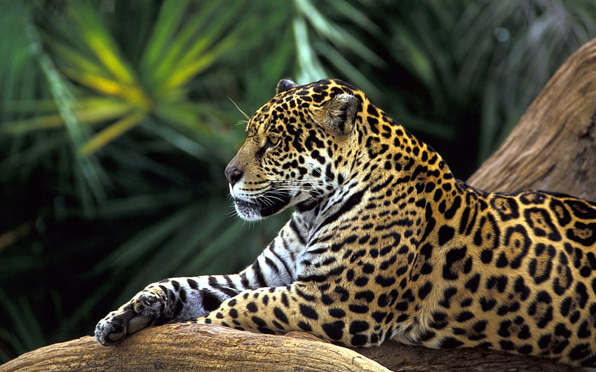 Jaguar Hutan Hujan Amazon Wallpaper HD