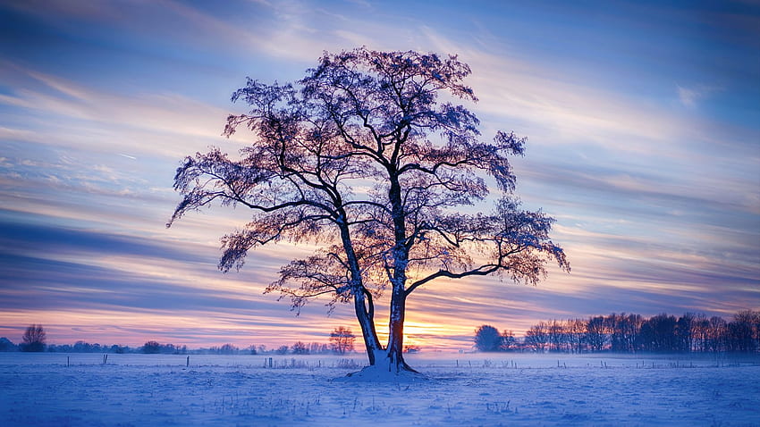 Sunset in Northern Germany, sky, snow, winter, landscape, clouds, tree HD wallpaper