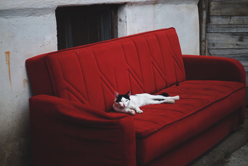 Animals, Cat, Lies, Sofa HD wallpaper