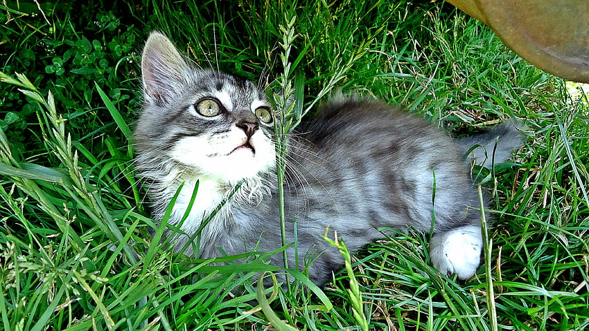 Animals, Grass, Kitty, Kitten, Playful, Mindfulness, Attentiveness HD wallpaper