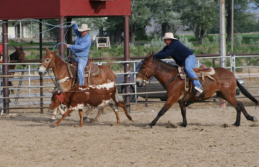PairADice Mules: JackPot Team Roping. Rodeo life, Team roping, Eventing horses HD wallpaper