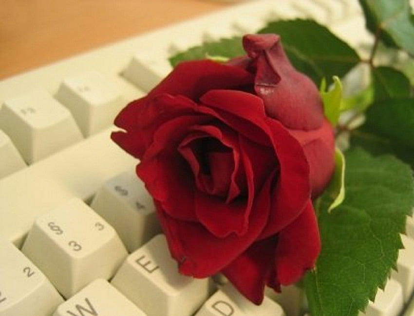 ~ ღ rote Rose für meine Online-Freunde ღ ~, Stillleben, Blumen, rote Rose, Freunde HD-Hintergrundbild
