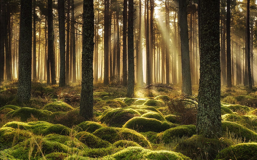 Moosiger Wald, Bäume, Sonnenstrahlen, Wald, Moos HD-Hintergrundbild