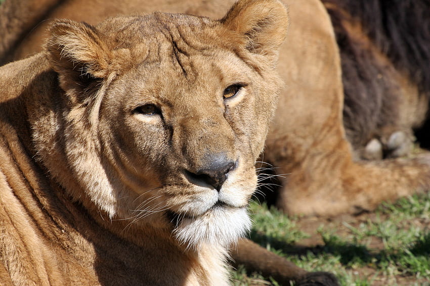 Afrykańska lwica, Afryka, dzikie życie, oszałamiająca, lwica Tapeta HD