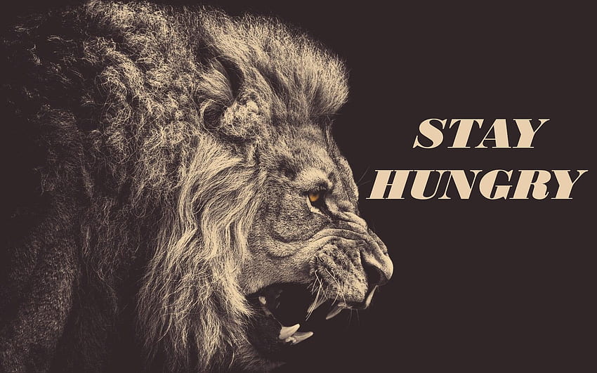 Tay Hungry: GetMotivated, Stay Hungry Lion Tapeta HD