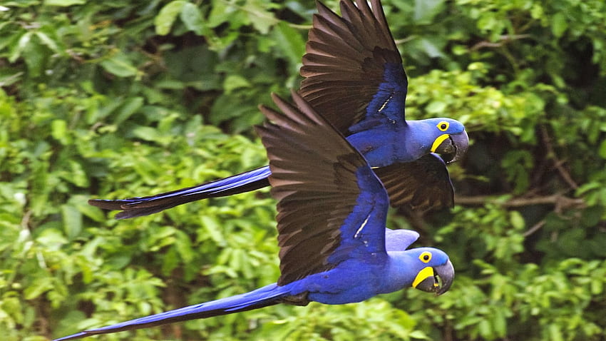 Five 5: Mavi Amerika Papağanı (Sümbül Amerika Papağanı) HD duvar kağıdı