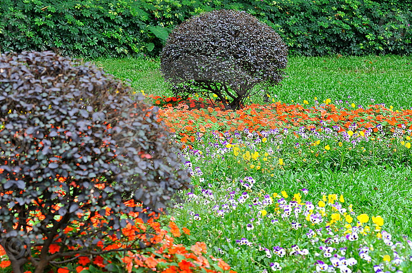 Gartenkomposition, Busch- und Blumenhaufen, bunt, grün, Garten, Blumen, Busch HD-Hintergrundbild