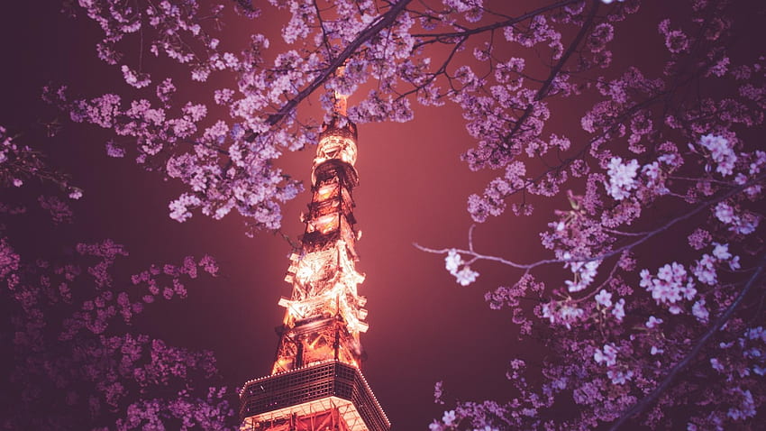 Japan Cherry Blossoms Tokyo Night Tower Niski kąt strzału, Ciemny kwiat wiśni Tapeta HD
