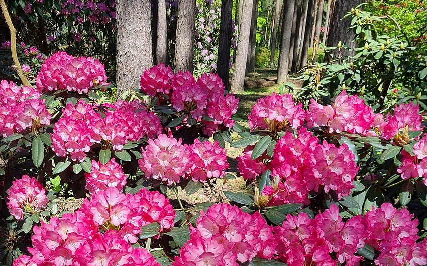 Rhododendrons in Forest, Latvia, pink, rhododendrons, forest HD ...