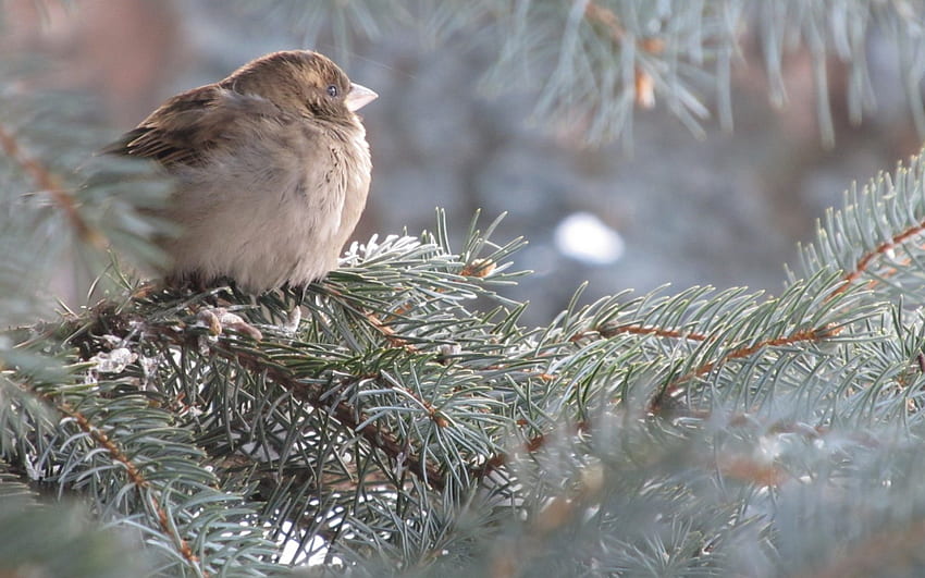 Ptak, zima, śnieg, zimno, drzewo Tapeta HD