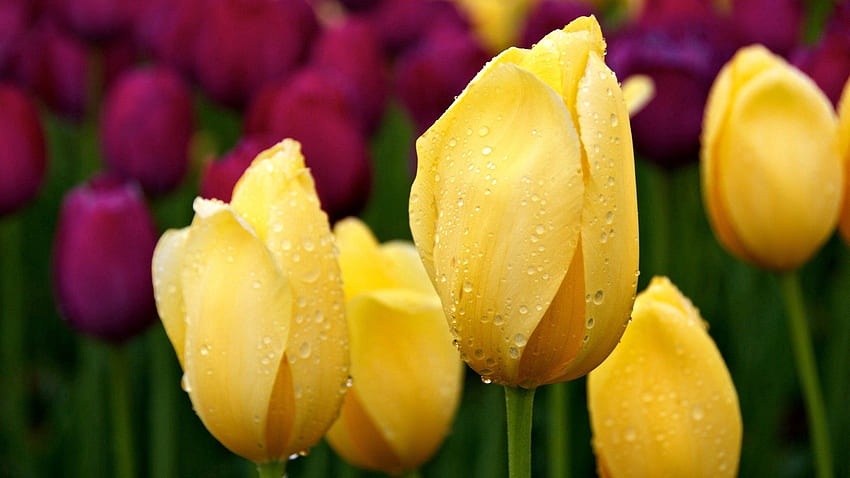 Flowers, Tulips, Drops, Greens, Buds, Different HD wallpaper