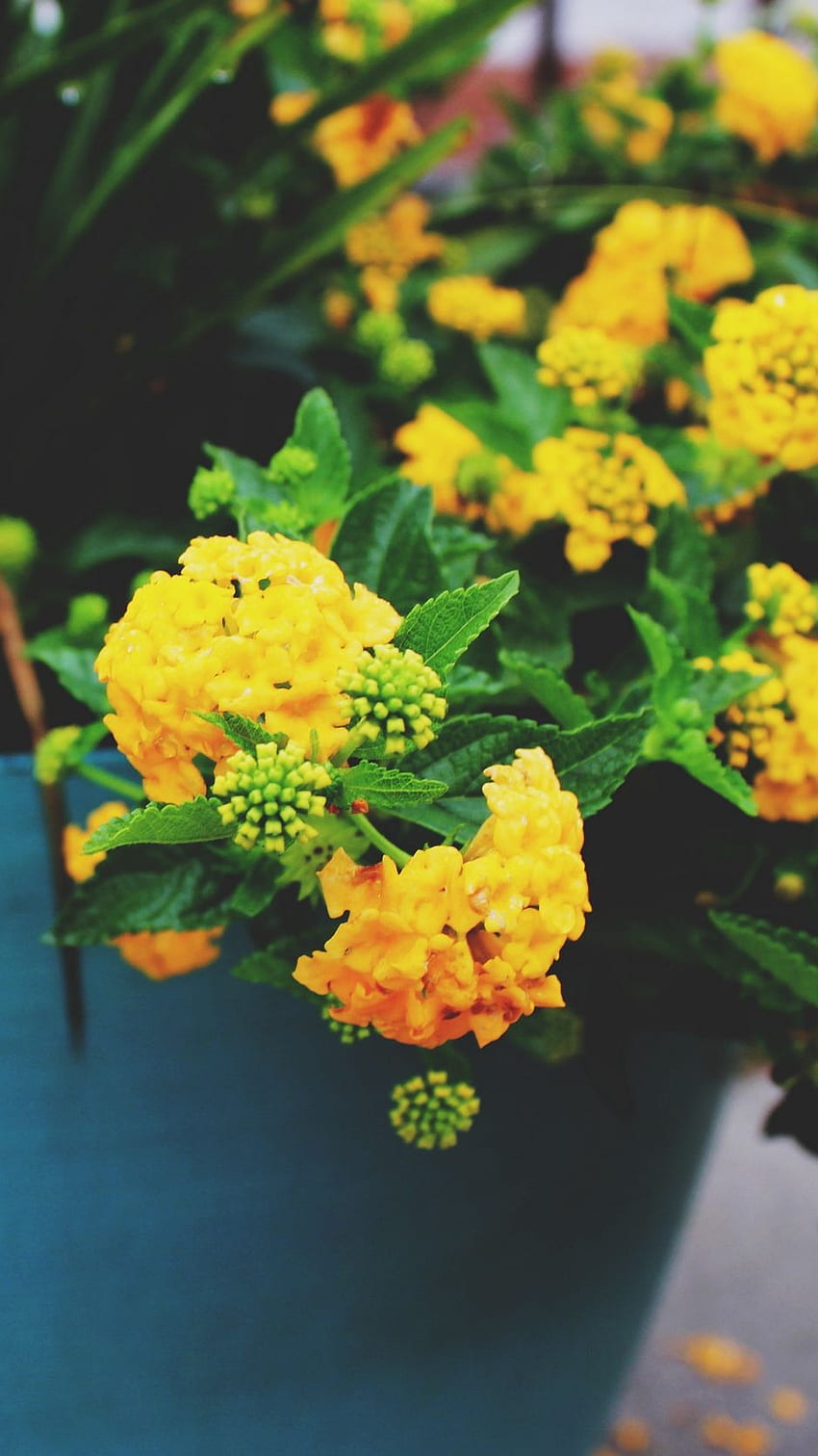 Flowers, Pot, Yellow Iphone 8 7 6s 6, Yellow Floral HD phone wallpaper