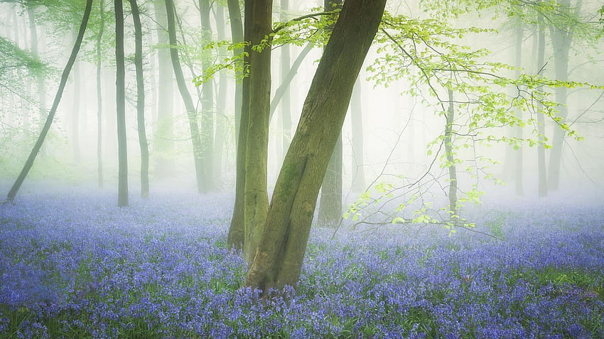 Foggy Morning At Bluebell Season, Hertfordshire, UK, trees, forest, blossoms, england, spring HD wallpaper