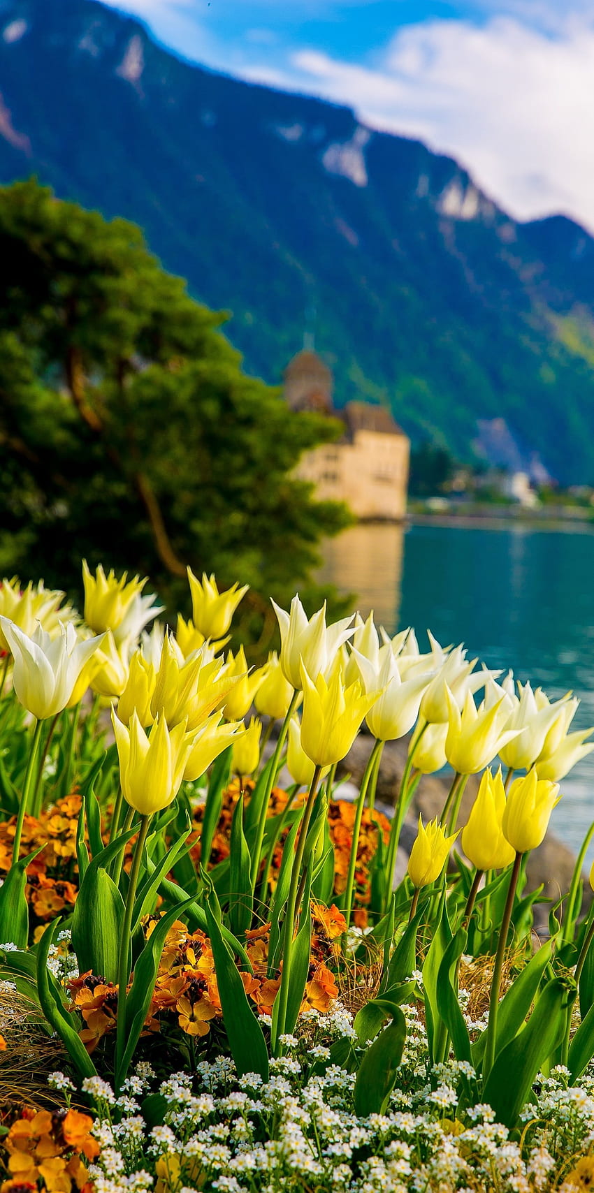 제네바 호수의 꽃, 스위스 알프스, 몽트뢰, 스위스(유럽 여행, 휴가), Chillon Cast. 아름다운 자연, 아름다운 풍경, 자연 그래피티 HD 전화 배경 화면