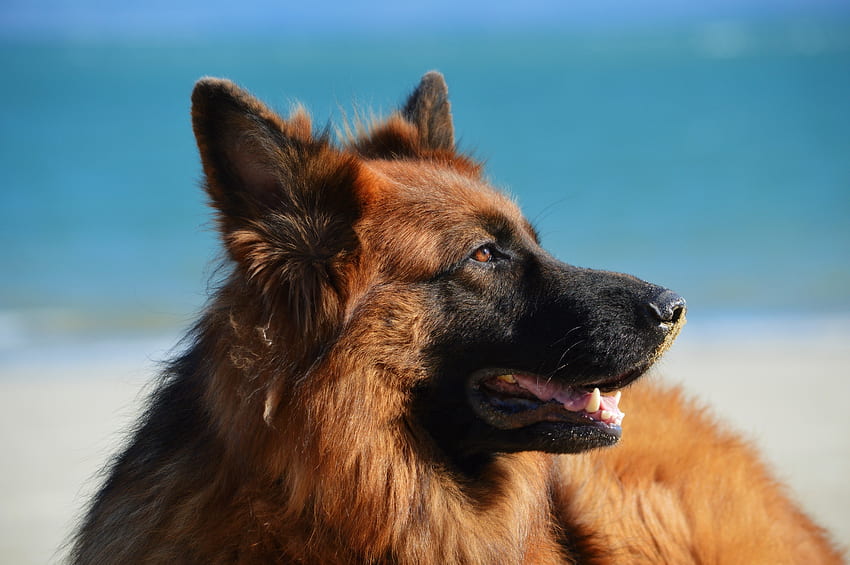 Animals, Dog, German Shepherd, Long-Haired, Longhaired HD wallpaper
