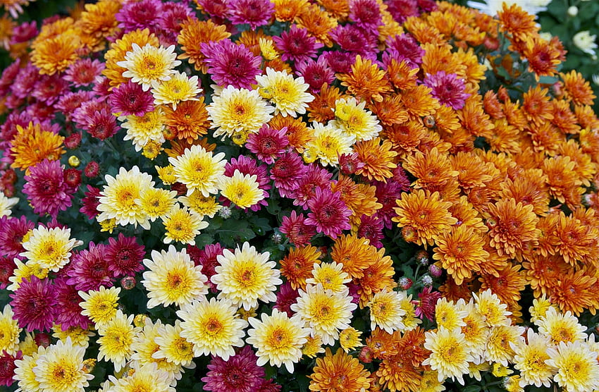 Fleurs, Chrysanthème, Bright, Lot, Diversité, Variété Fond d'écran HD