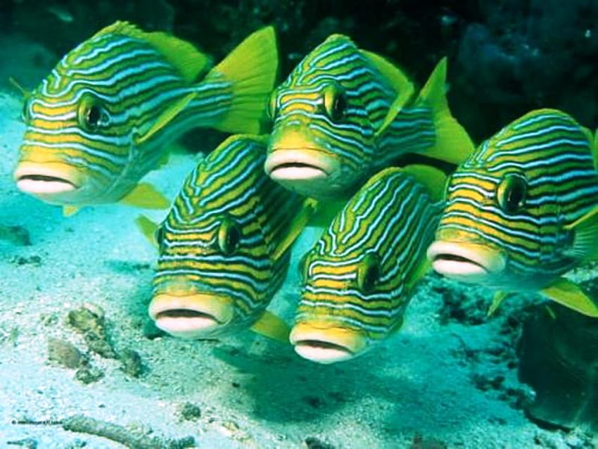 Tropikalna zielona ryba w paski, kolorowa, tropikalna, w paski, zielona, ​​ryba Tapeta HD