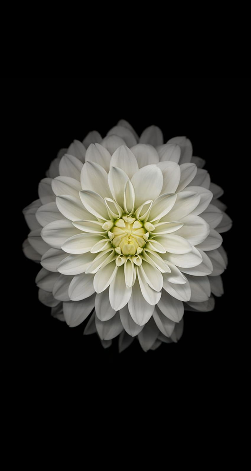 de iphone de manzana negra de flor de loto blanco. iPhone fondo de pantalla del teléfono