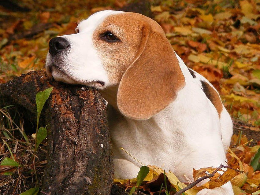 Beagle . Beagle Puppy , Beagle and Beagle Hunting, Beagle Drawing HD wallpaper