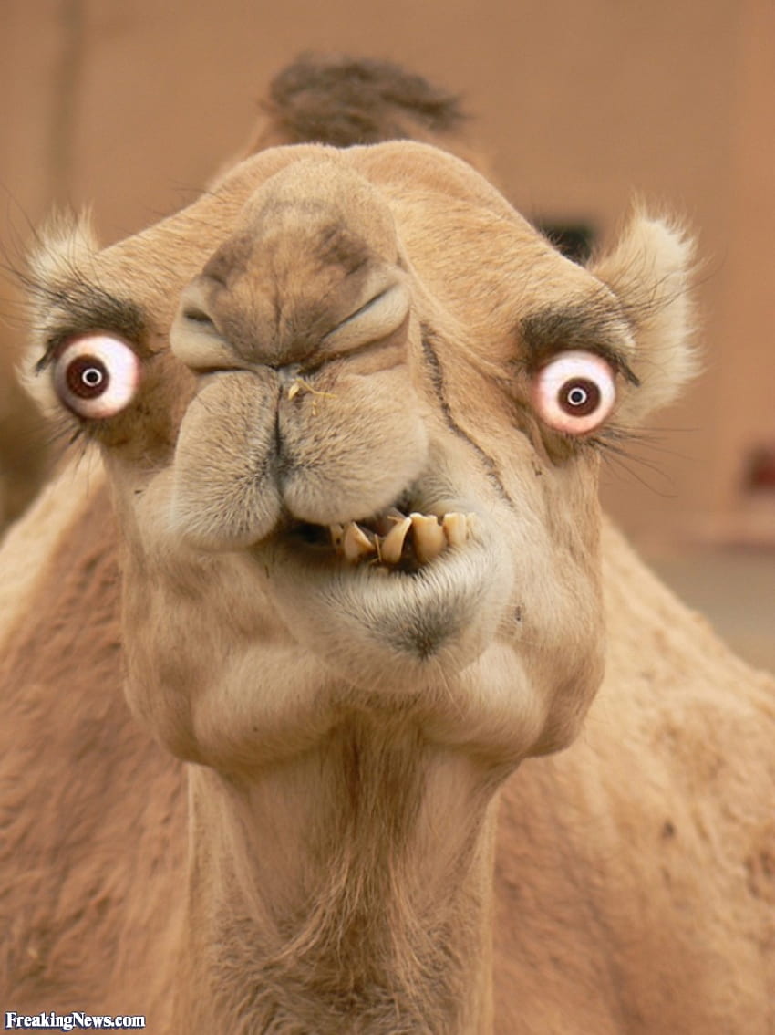 Camel, Funny Camel HD phone wallpaper