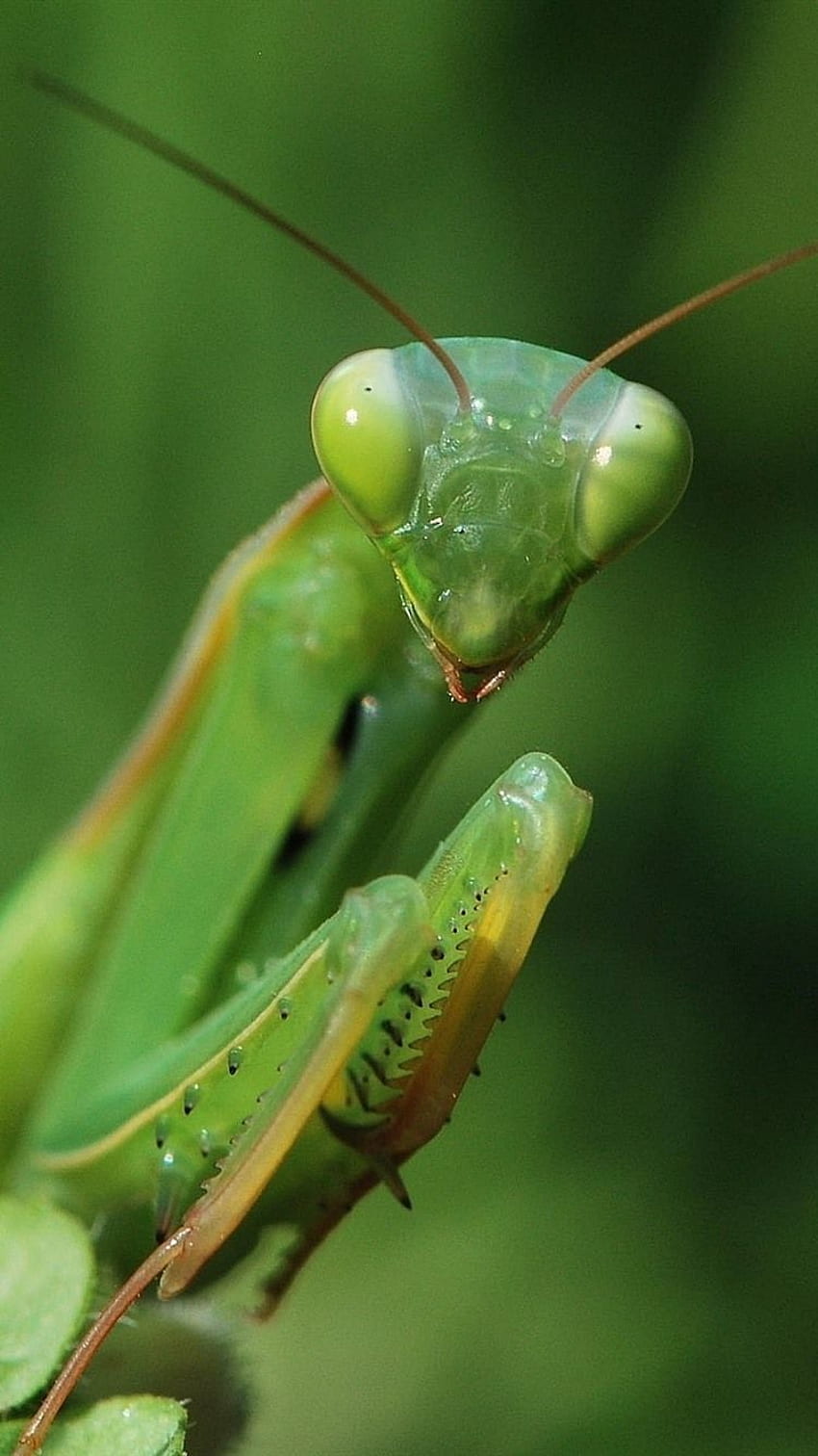 Mantis Background Images, HD Pictures and Wallpaper For Free Download |  Pngtree