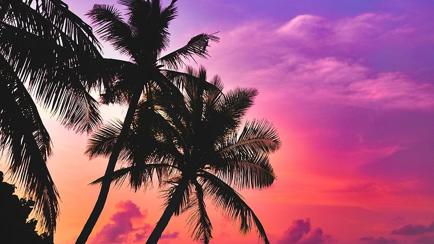 tropical island, beach, pink sky, sunset, palms, , , background, aa0221 HD wallpaper