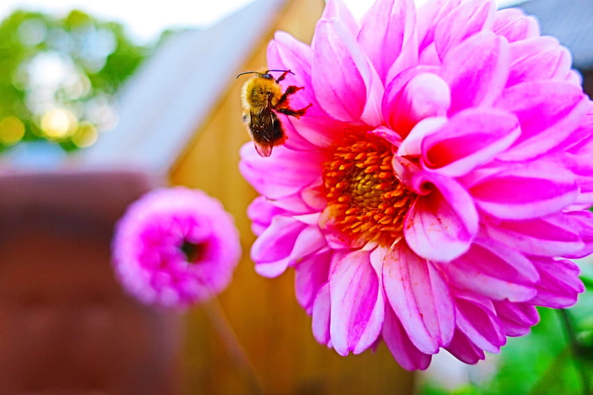 ดอกไม้ ดอกไม้ สดใส ผึ้ง การผสมเกสร วอลล์เปเปอร์ HD