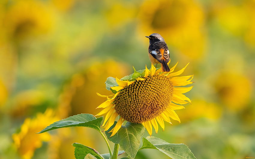 Bird On Sunflower Nature Bird Yellow Sunflower Hd Wallpaper Pxfuel