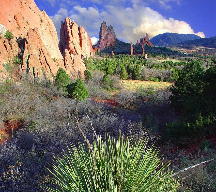 desert, plants, nature, america, wild, rocks HD wallpaper