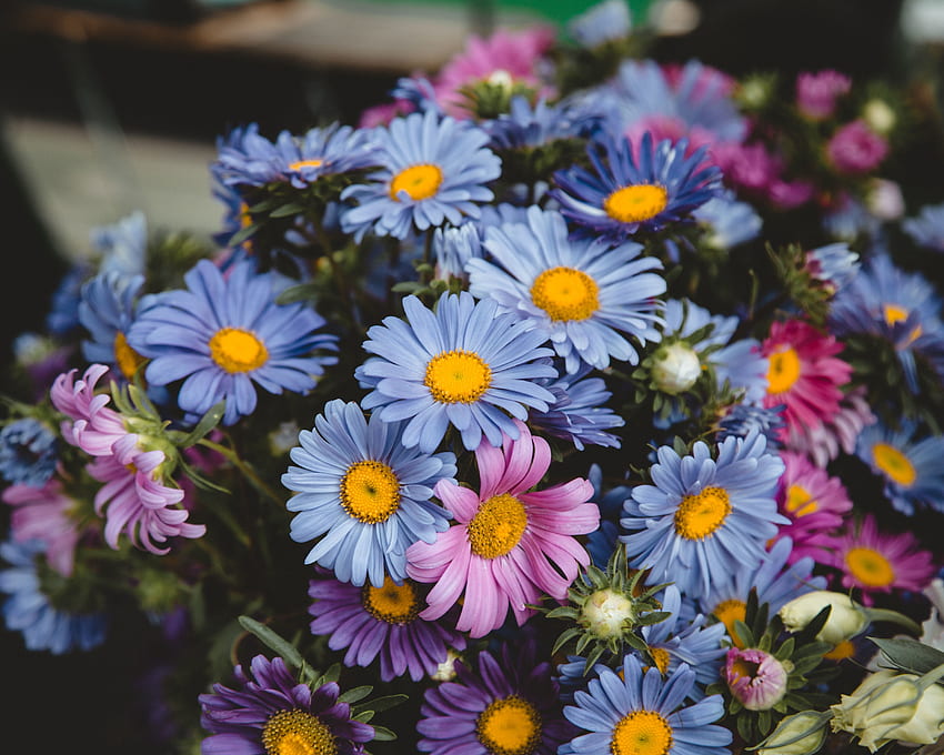 Bunga, bunga aster, warna-warni, karangan bunga Wallpaper HD
