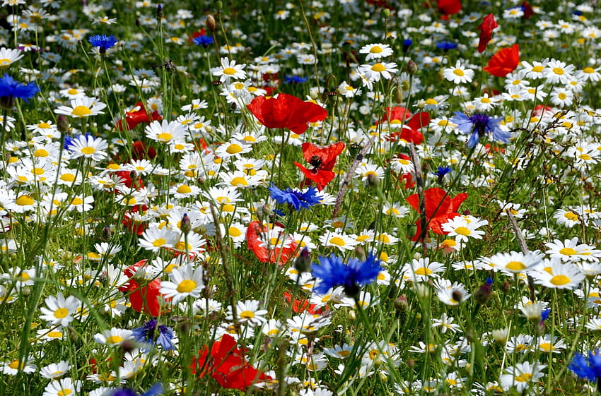 ดอกไม้, ป๊อบปี้, ฤดูร้อน, ดอกคาโมไมล์, คอร์นฟลาวเวอร์สีฟ้า, หู, ทุ่งโล่ง, โพลีอานา, หนามแหลม วอลล์เปเปอร์ HD