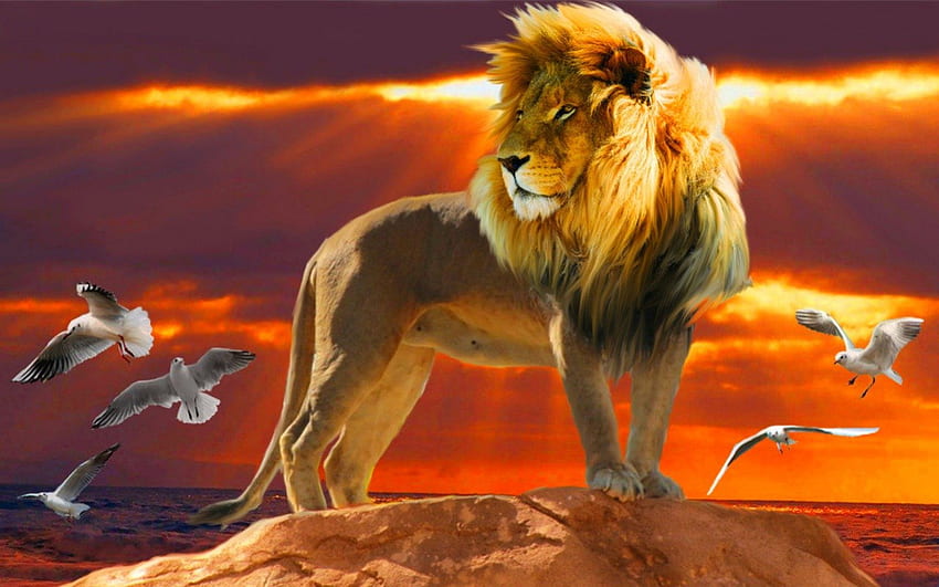 Lion, birds, wild, animals HD wallpaper