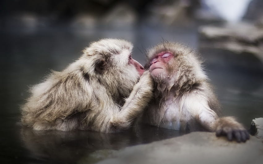 Macaque japonais complet et arrière-plan., Animal japonais Fond d'écran HD