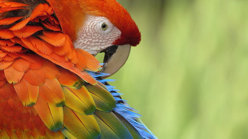 Animals, Parrots, Feather, Bird, Multicolored, Motley, Color HD wallpaper