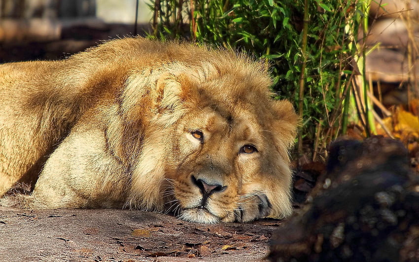 Animali, leone, criniera, sonno, sogno, re degli animali, re degli animali Sfondo HD