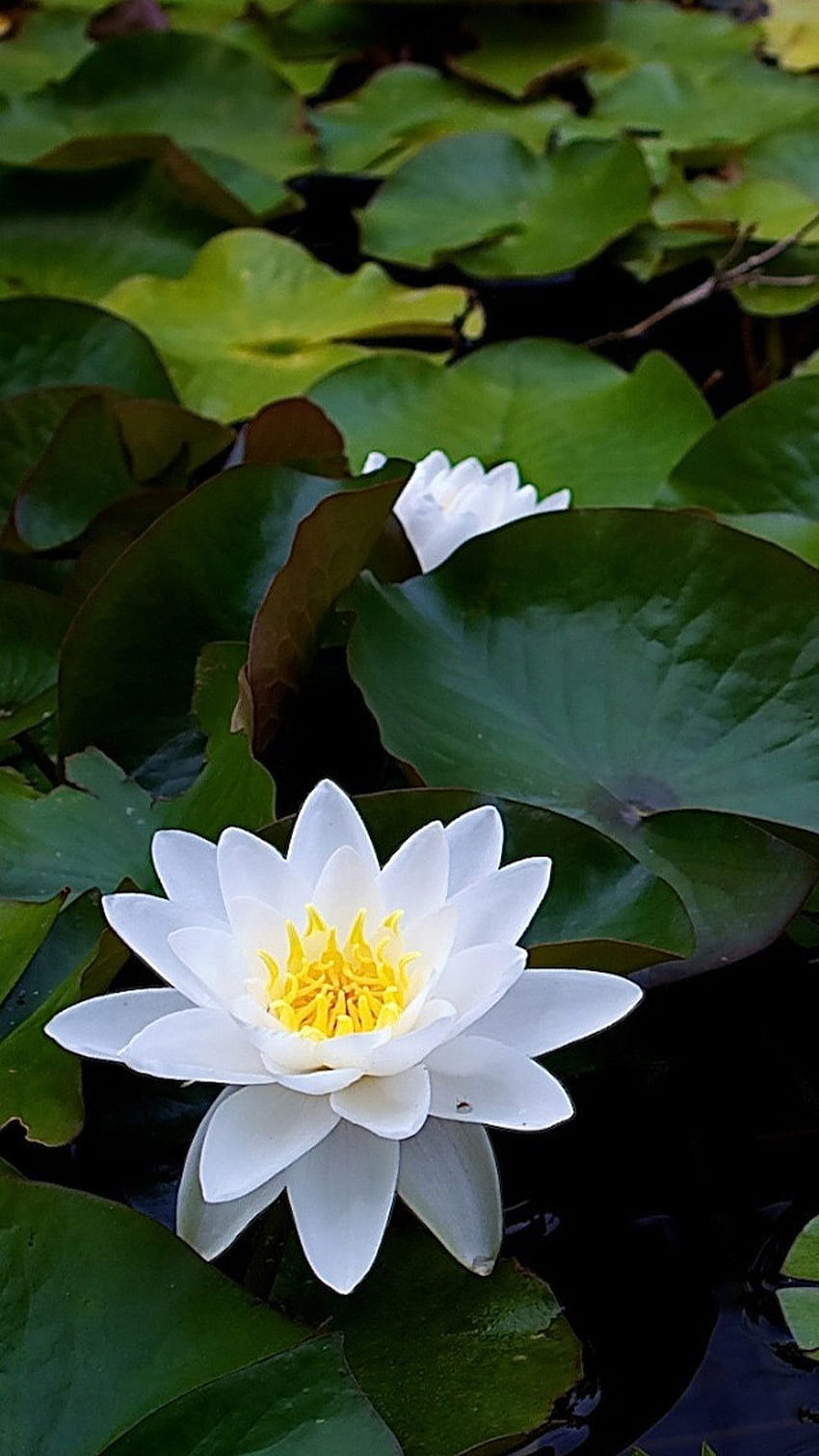 Lotus Flower Background, White Lotus HD phone wallpaper