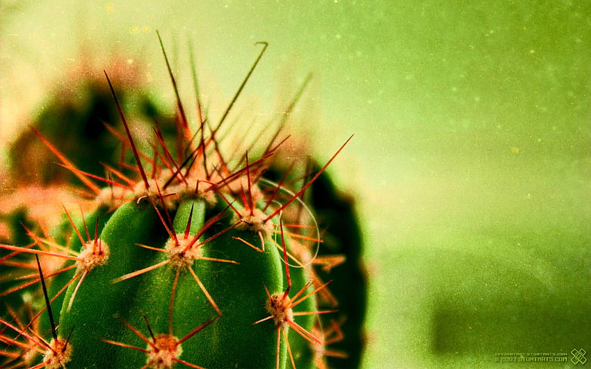 Cactus . Cactus Boho, Yellow Cactus HD wallpaper