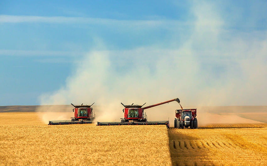 panen, panen gandum, ladang gandum, menggabungkan, pemanen, panen, ladang gandum untuk dengan resolusi . Kualitas tinggi Wallpaper HD