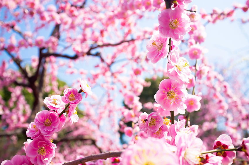 ดอกไม้ฤดูใบไม้ผลิ สีชมพู เวลาฤดูใบไม้ผลิ ธรรมชาติ ดอกไม้ ดอกไม้สีชมพู ฤดูใบไม้ผลิ ความงดงาม วอลล์เปเปอร์ HD