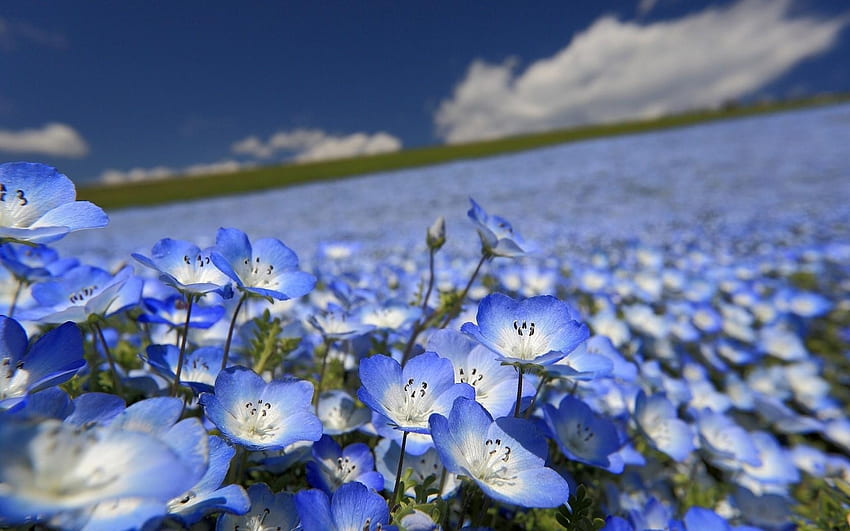 青い花畑、青、自然、花、畑 高画質の壁紙