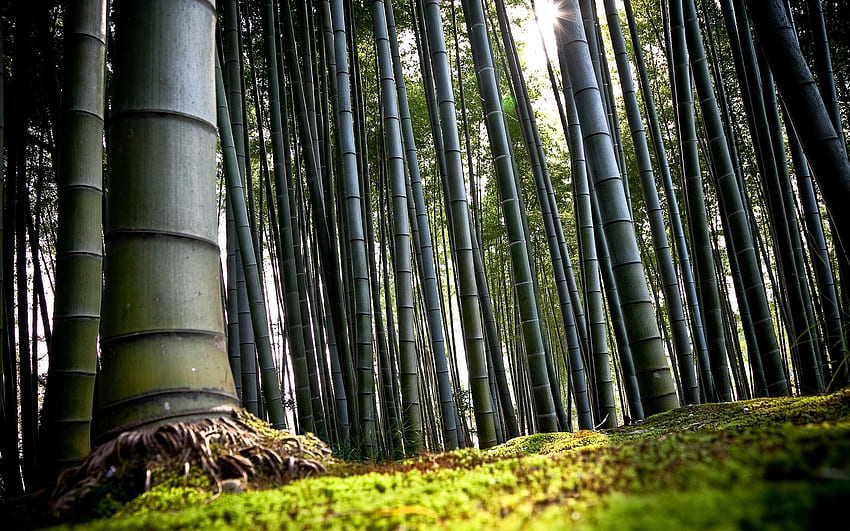 Природа, земя, земя, бамбук, корени, стъбла HD тапет