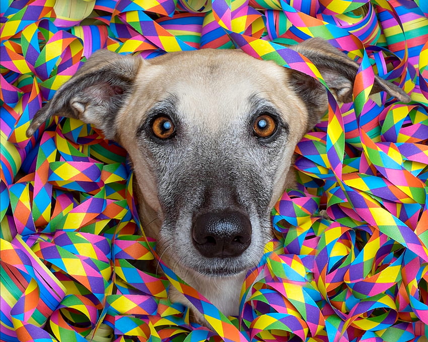Great party!, dog, animal, colorful, ribbon, party, face, funny, wieselblitz, elke vogelsang, caine HD wallpaper