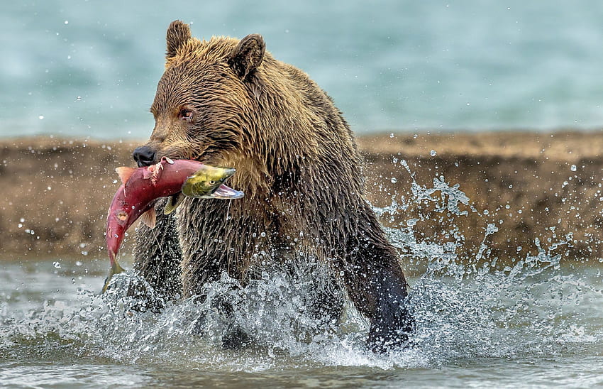 Bear Catching Somon, Kamçatka, Rusya. Arka plan HD duvar kağıdı