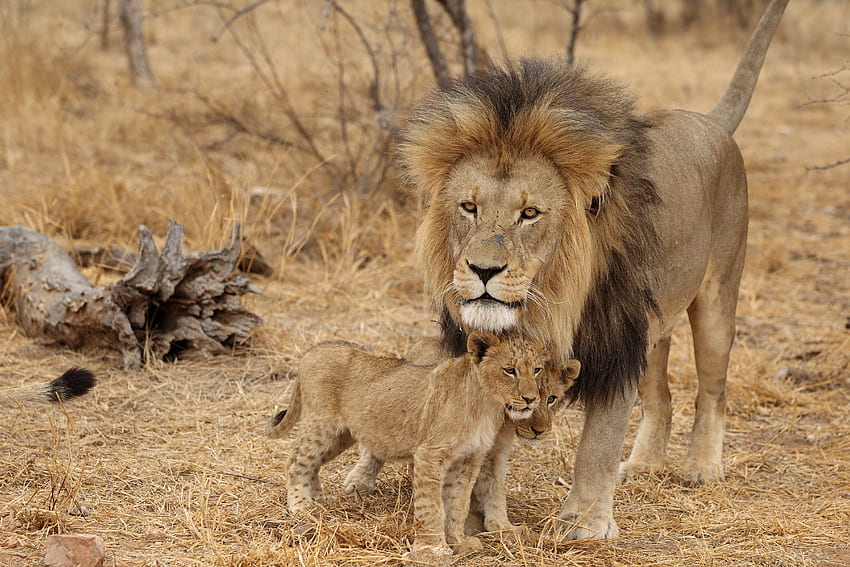 animaux, prédateurs, lion, famille, afrique, lionceaux, mâle Fond d'écran HD