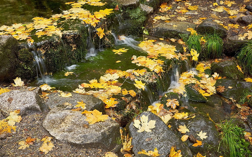 Nature, Grass, Stones, Autumn, Leaves, Flow, Maple, Creek, Brook, Cascade, Thresholds HD wallpaper
