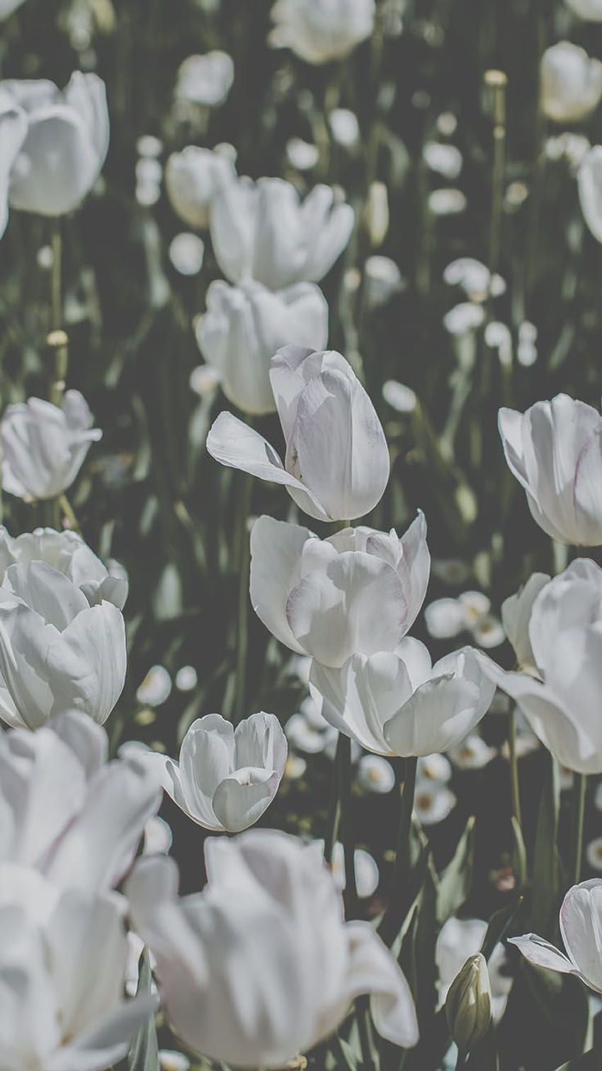 Флорален iPhone Xs за празнуване на пролетта, сиво цвете HD тапет за телефон