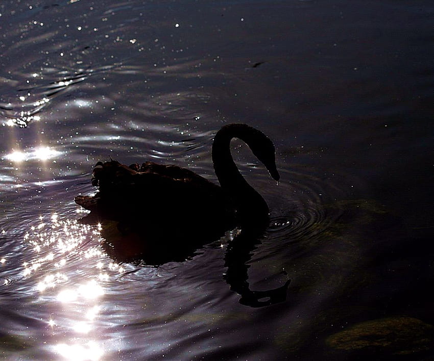 SWAN UNDER NIGHTLIGHT, night, reflection, bird, swan, water, nighlight HD wallpaper
