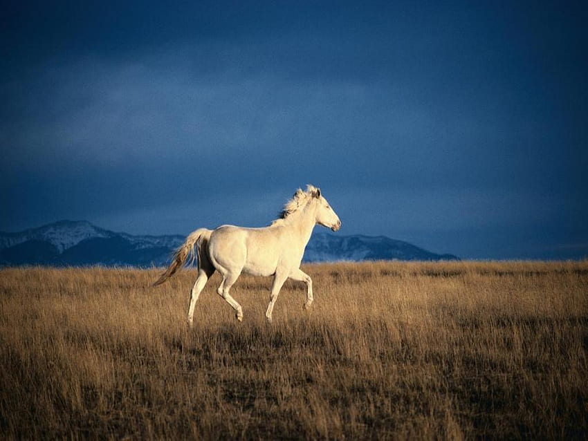Lone ranger, animal, plain, steppe, horse, field, wild HD wallpaper